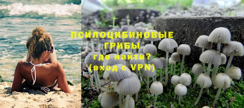 Галлюциногенные грибы Psilocybine cubensis  Самара 